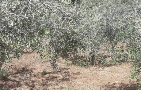 Olivenöl Italien Olivenhain in der Toskana
