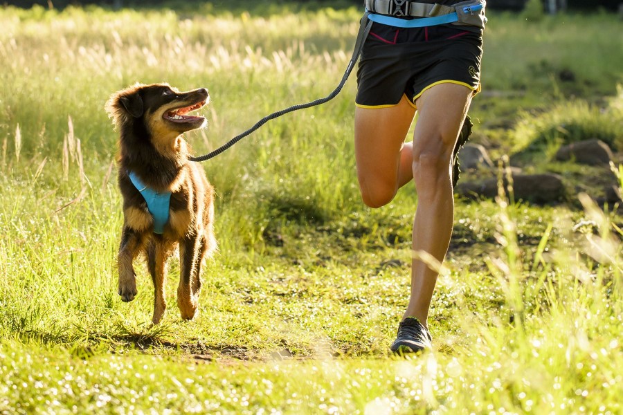 Bewegung Toskana Jogging mit Hund auf Wiese