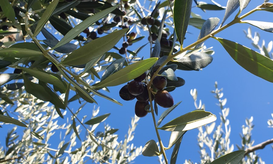 Oliven Toskana schwarz auf dem Baum