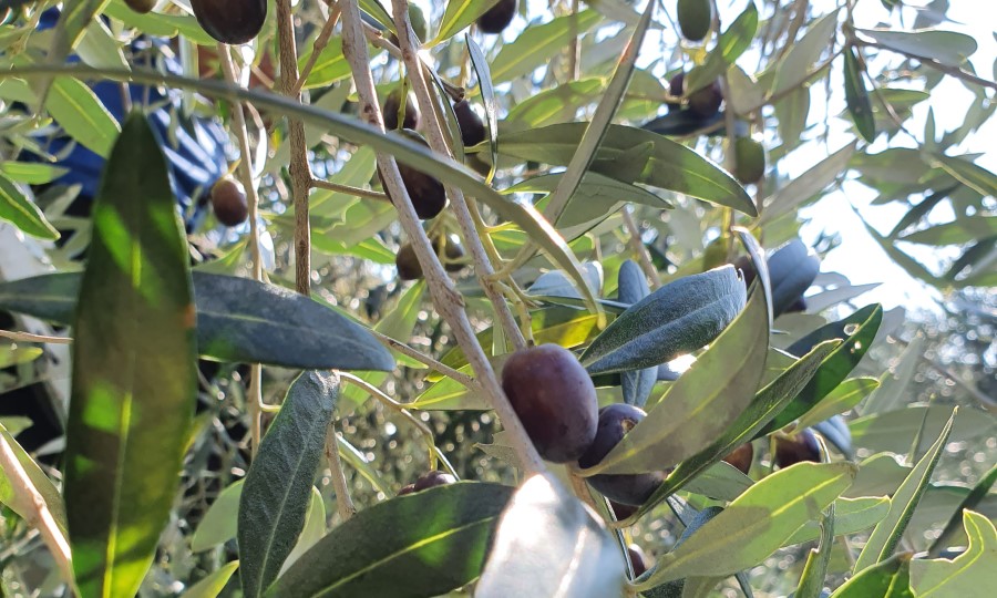 schwarze Oliven Toskana auf Olivenbaum im Olivenhain