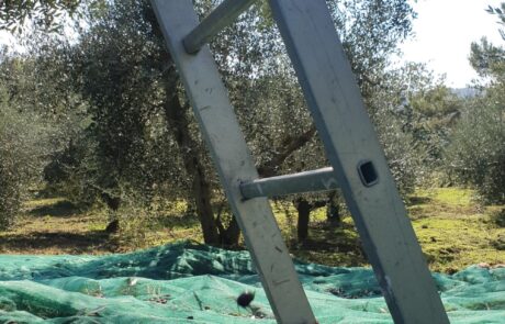 Olivenöl Italien Olivenernte in der Toskana mit Leiter