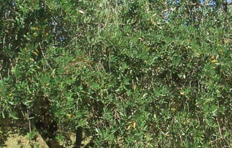 Olivenöl Italien Olivenbaum im Juni in Olivenhain
