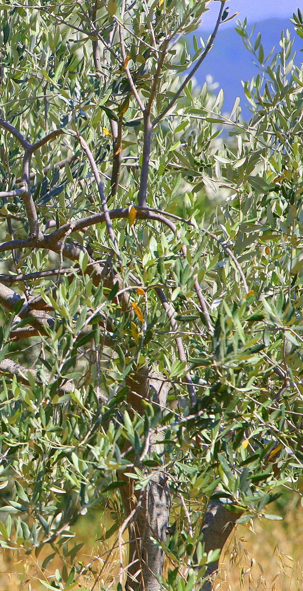 Olivenöl Italien Olivenbaum in der Toskana