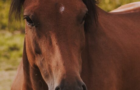 Ferienhaus Tiere Toskana Pferde auf Weide