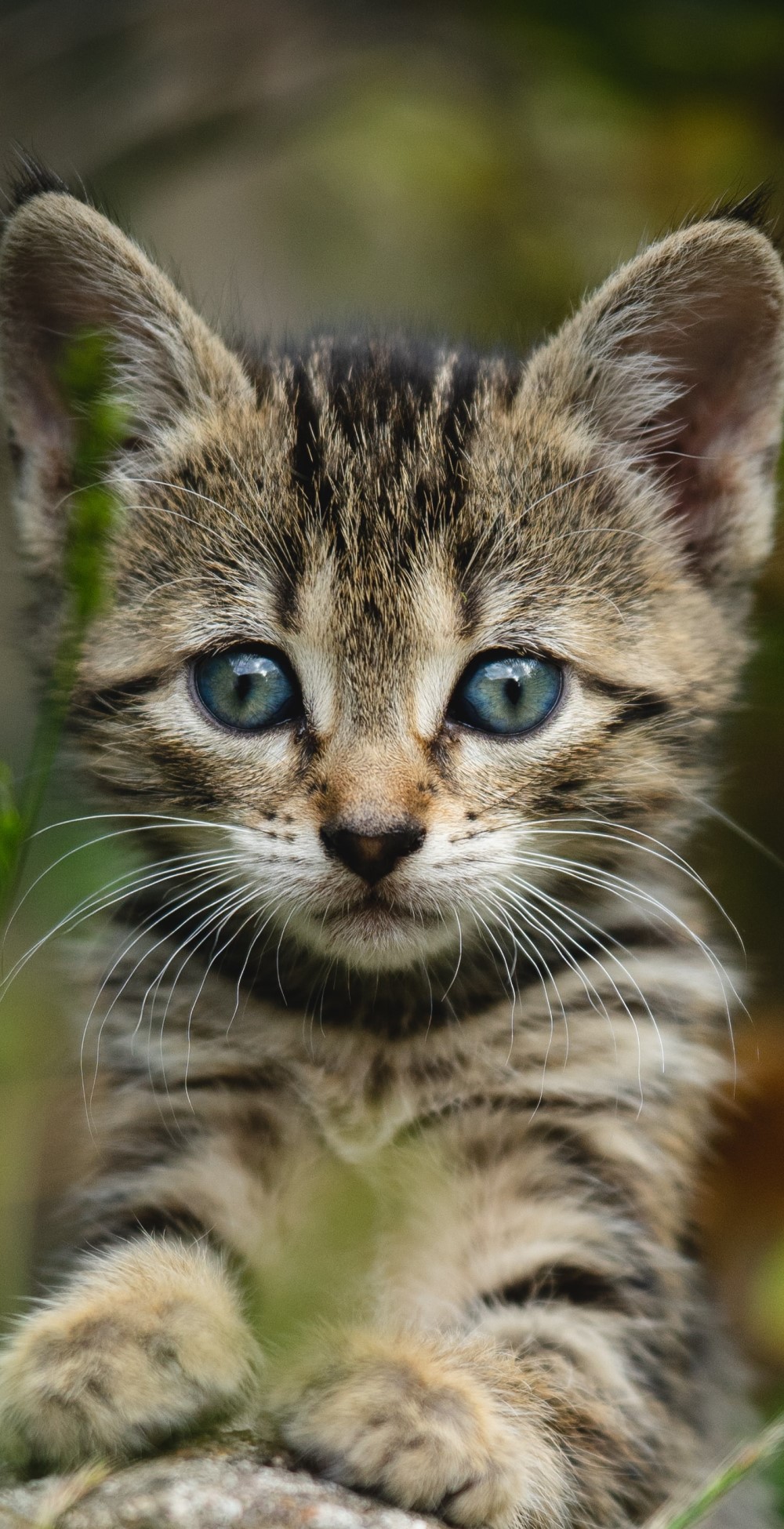 Ferienhaus Tiere Toskana kleine Katze