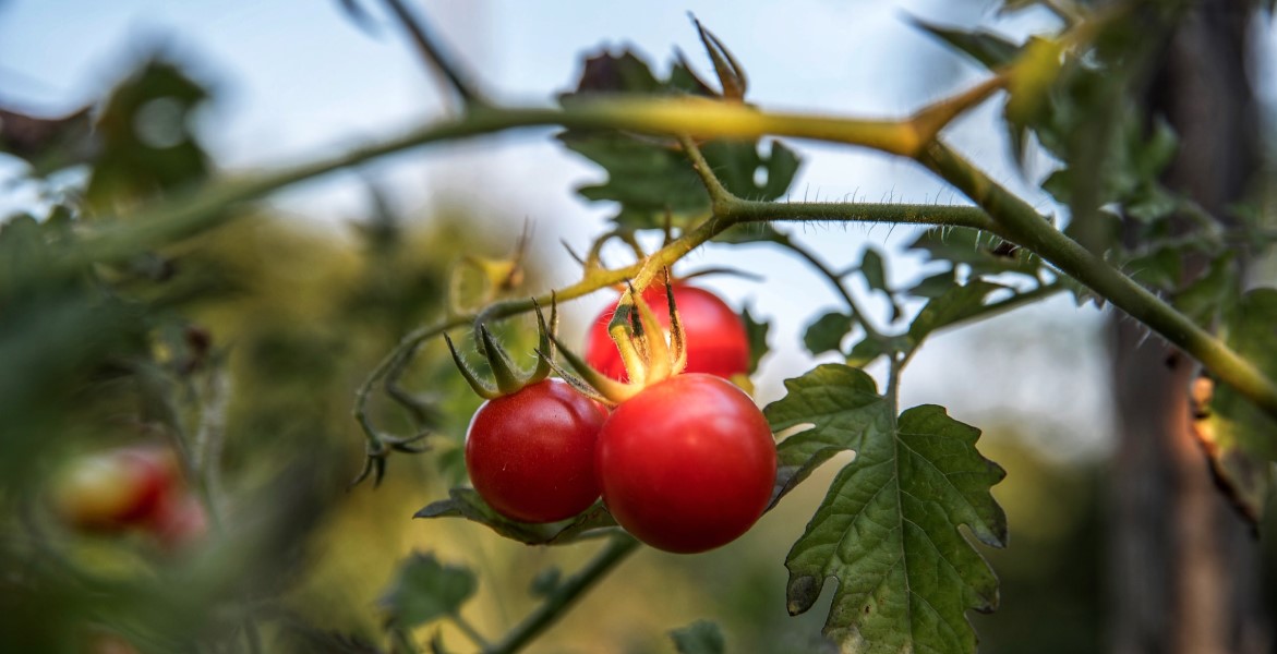 Bauernhof Toskana Italien Bio Tomaten Gemüsegarten