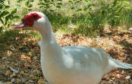 Bio Eier Toskana Italien Ente im Garten