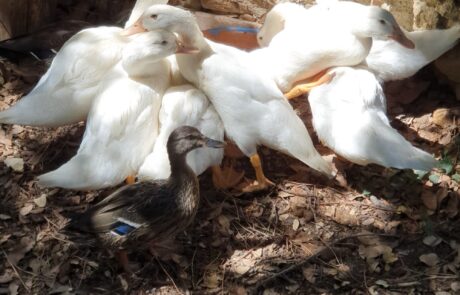 Bio Eier Toskana Italien schnatternde junge Enten