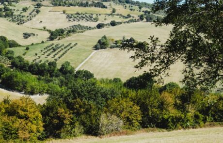 Toskana Panorama mit Olivenbäumen und beigen Feldern