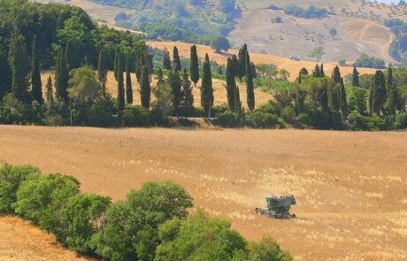 Toskana Landschaft beige Getreidefelder mit Zypressen