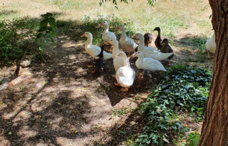 Bio Eier Toskana Italien Enten im Garten beim Ferienhaus