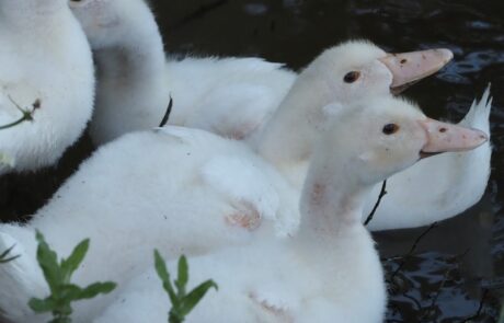 Bio Eier Toskana Italien junge Enten im Teich