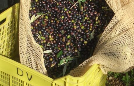 Olivenöl Italien: Olivenernte in belüftete Kisten