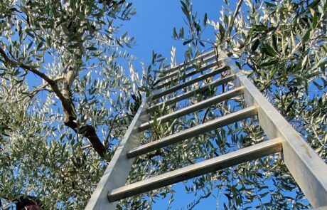 Olivenöl Italien Olivenernte mit Leiter in der Toskana