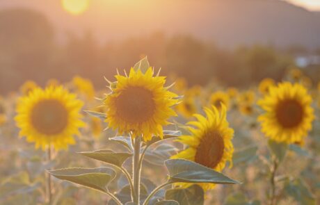 Toskana Landschaft Sonnenblumen beim Ferienhaus