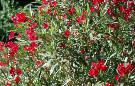 Toskana Garten mit rotem Oleander beim Ferienhaus