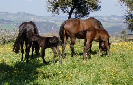 Reiterferien Toskana Pferde beim Ferienhaus Hügel Volterra