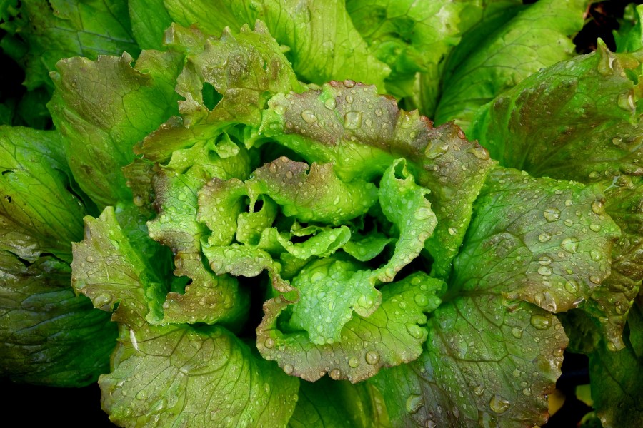 Küche Toskana frischer Salat zur Hauptspeise