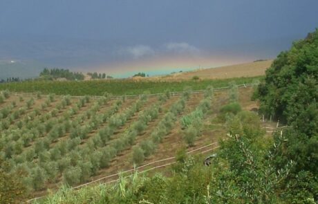 Toskana Garten beim Ferienhaus Olivenhain und Regenbogen