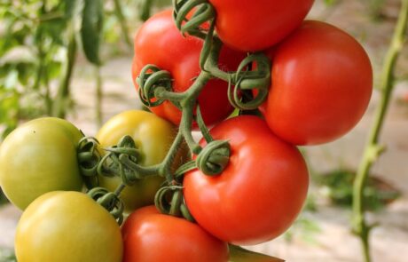 Tomaten im Sommer in der Toskana