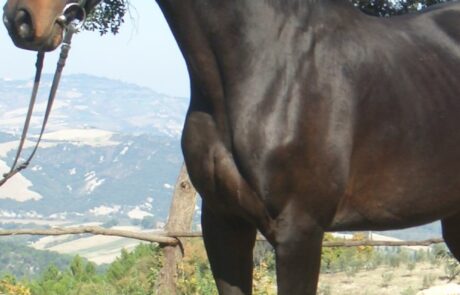 Reiterferien Toskana Italien Hannoveraner Pferd