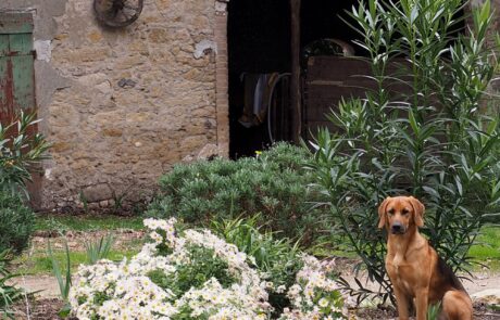 Ferienhaus Toskana auf dem Bauernhof mit Hund und Stall