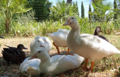 Bio Eier Toskana Italien junge Enten beim Ferienhaus