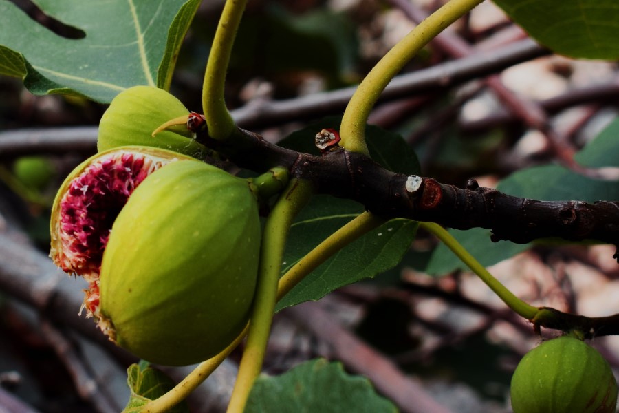 Essen im Ferienhaus Toskana Italien frische Feigen Obst