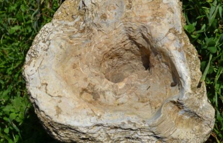 Ferienhaus Toskana Auster Fossil im Garten