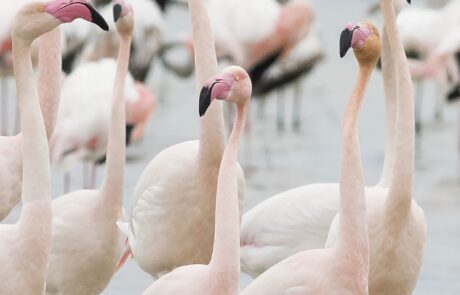 Meer Toskana Naturschutzgebiet Flamingos San Rossore