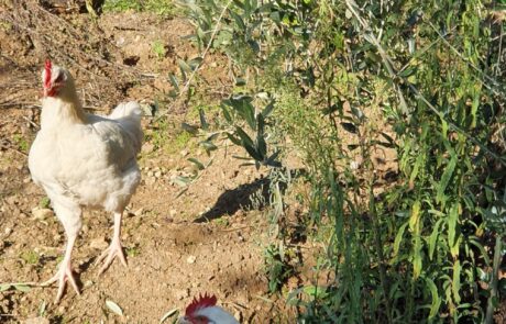 Bio Eier Toskana Italien Hühner im Olivenhain auf Bauernhof