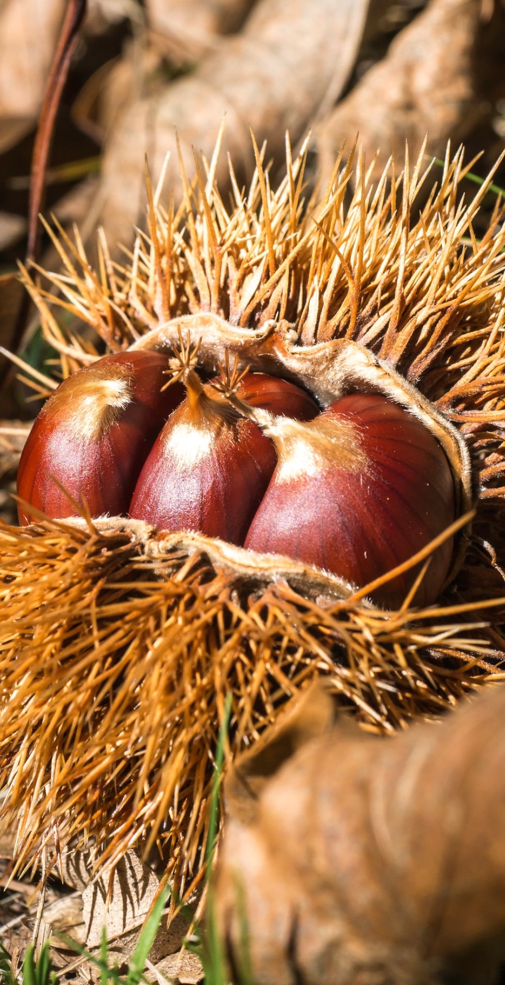 Herbstferien in der Toskana Italien