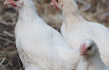 Bio Eier Toskana Italien junge Hennen auf Bauernhof
