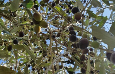 Olivenöl Italien Oliven auf Olivenbaum vor Ernte Toskana