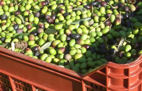 Olivenöl Italien Olivensorte grünen Oliven bei Ernte