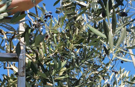 Olivenöl Italien Oliven Handlese auf Leiter Toskana