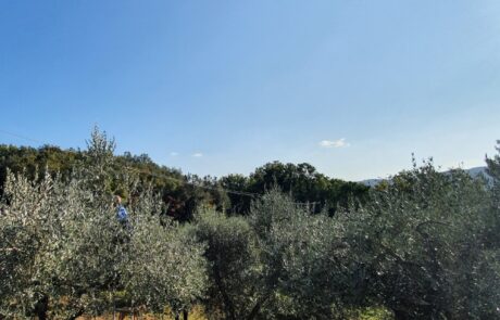 Olivenöl Italien Ernte auf Leiter Olivenhain Toskana