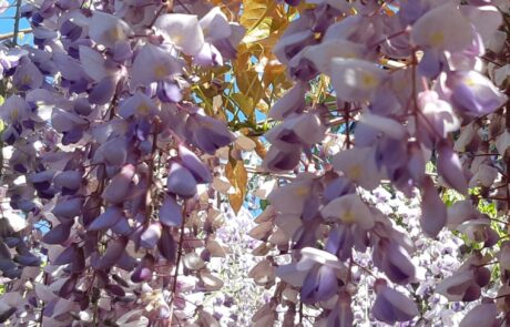 Toskana Garten duftende Blüten vor Ferienhaus Podere Palazzone