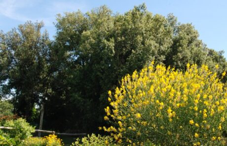 Toskana Park beim Ferienhaus mit Ginster und Bäumen