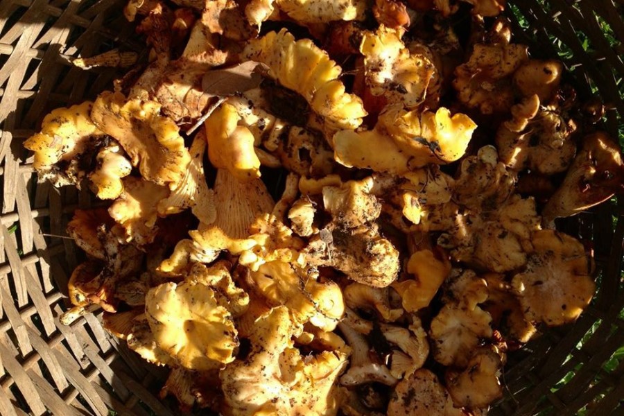 Küche Toskana Pfifferlinge frische Pilze im Herbst
