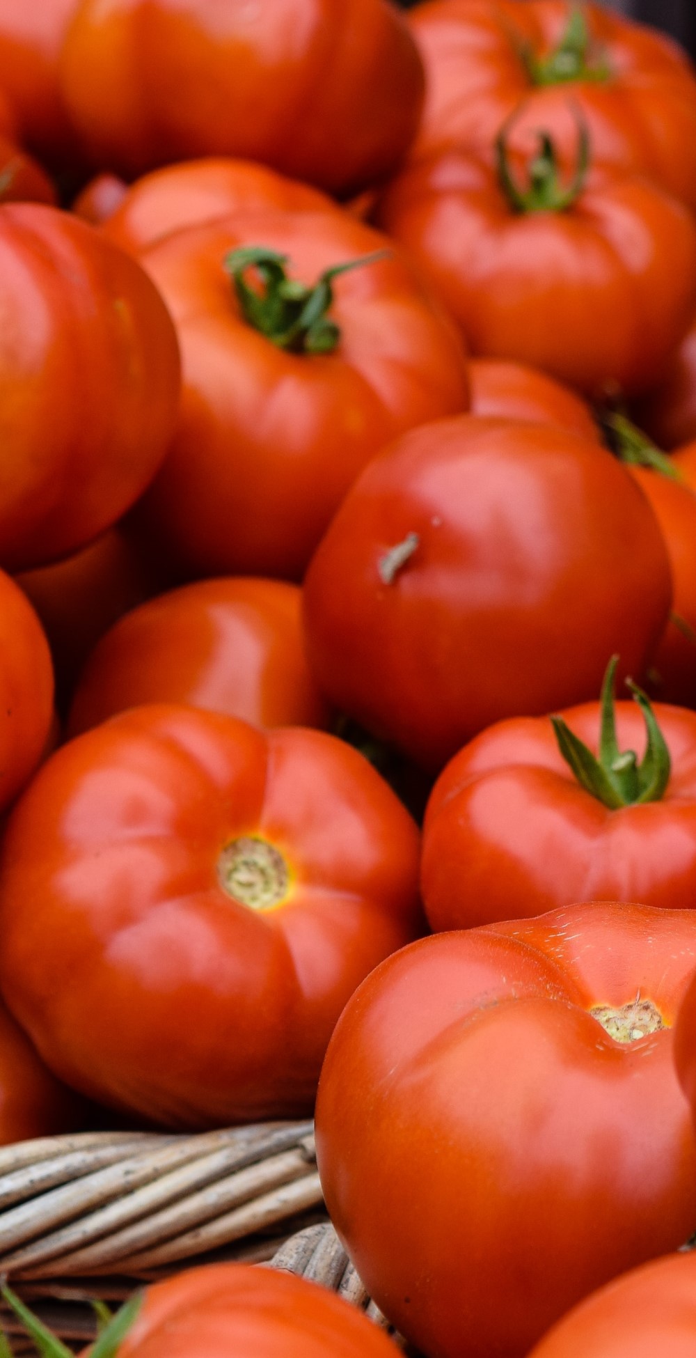 Bio Gemüse Toskana Italien Tomaten vom Ferienhaus