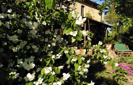 Toskana Garten mit Liegestuhl vor Ferienhaus Podere Palazzone