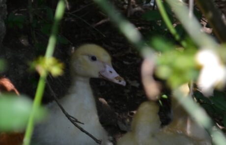 Bio Eier Toskana Italien Junge Enten beim Ferienhaus