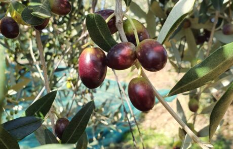 Olivenöl Italien Oliven auf Baum bei Ernte Farben