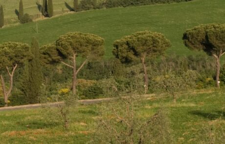 Italien Landschaft Zypressenallee Kiefern und roter Mohn