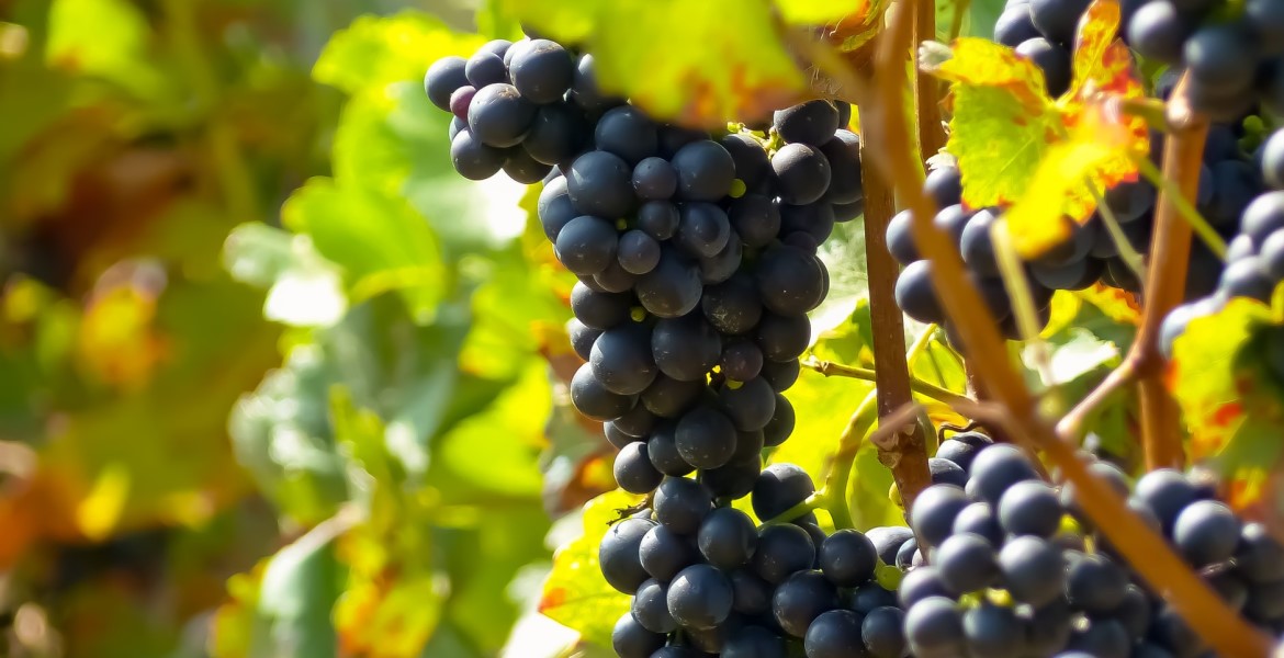 Bauernhof Toskana Wein Trauben im Weinberg