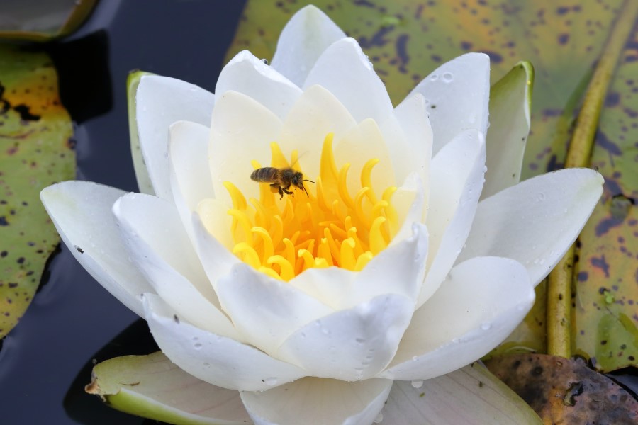 Meditation Toskana Lotusblüte