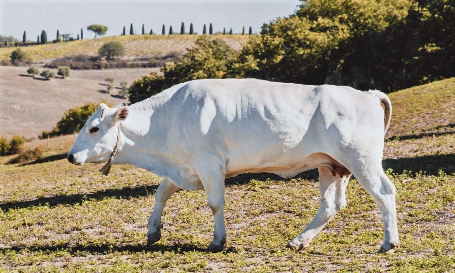 Bistecca Fiorentina Toskana Chianina Rind