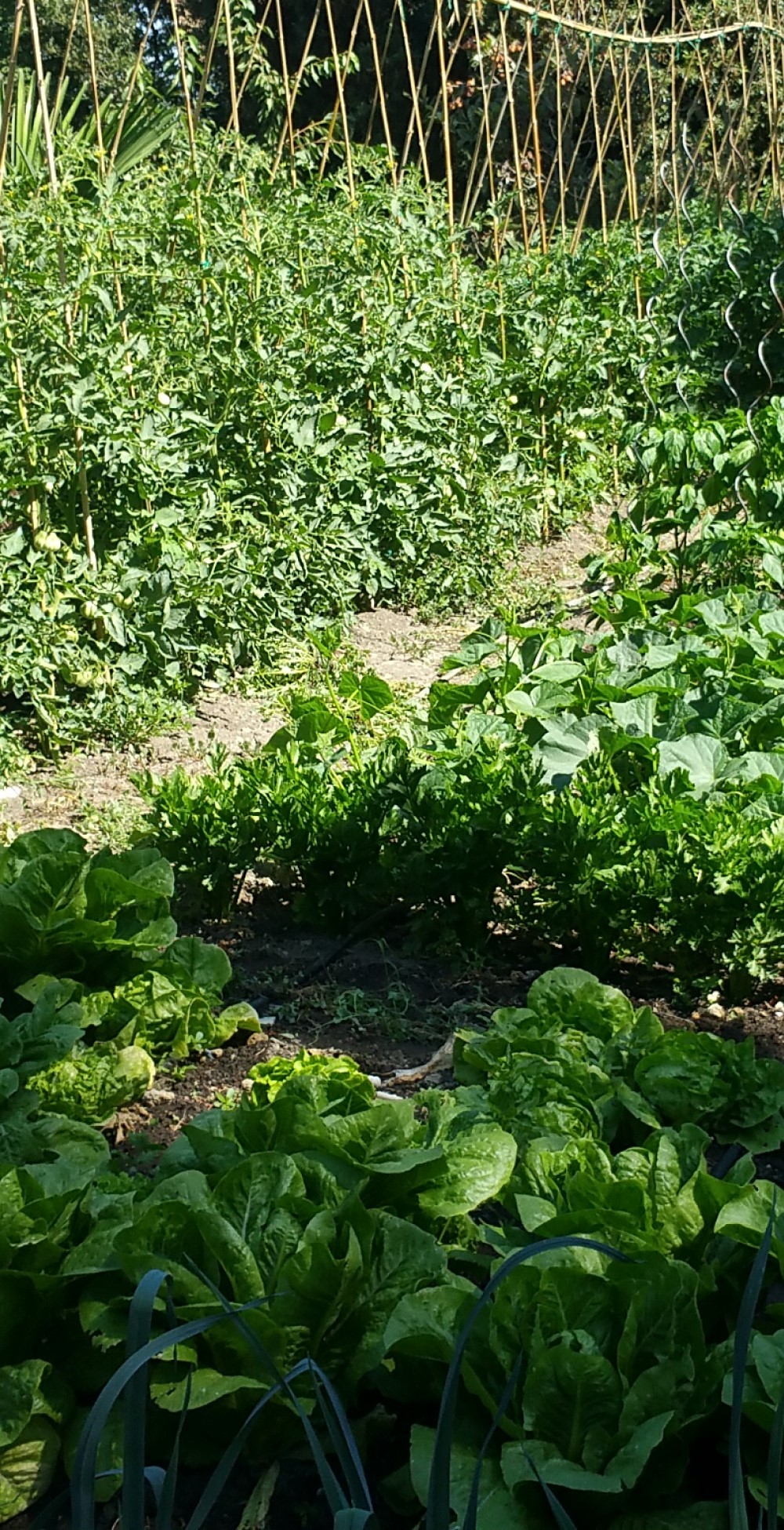 tuscany vegetable garden Organic vegetables from the vegetable garden at our holiday home in Tuscany, Italy.