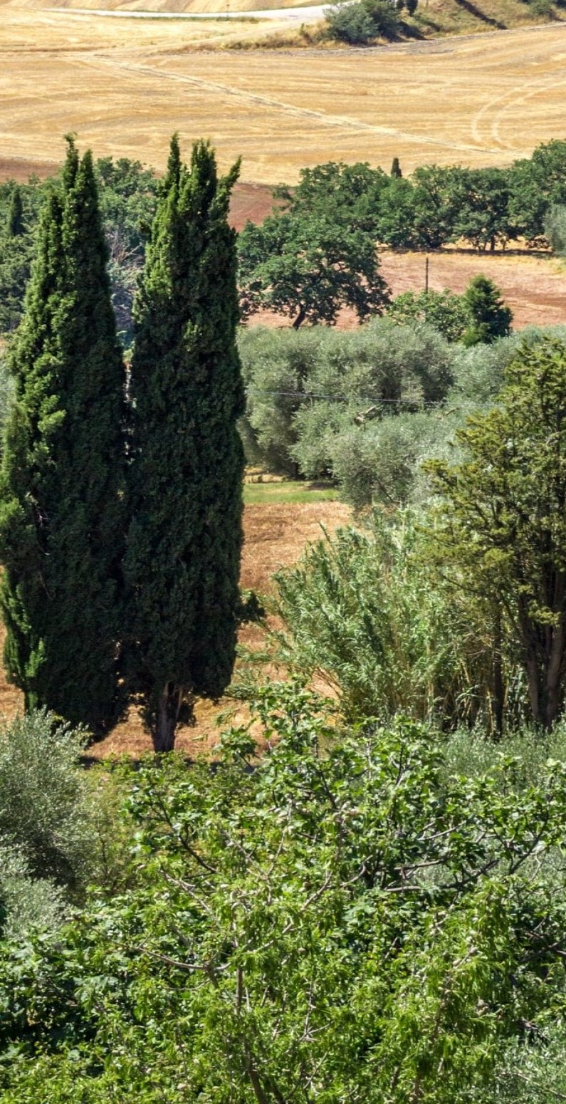 Vacances en Toscane nature et cypresses